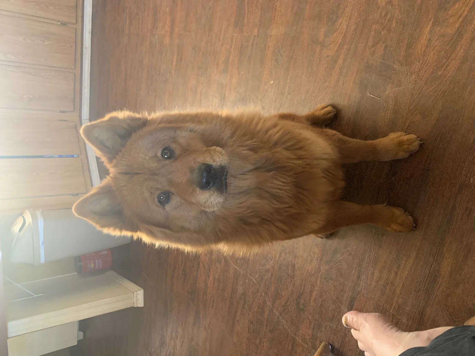 Lost dog in Amarillo, TX, 79107