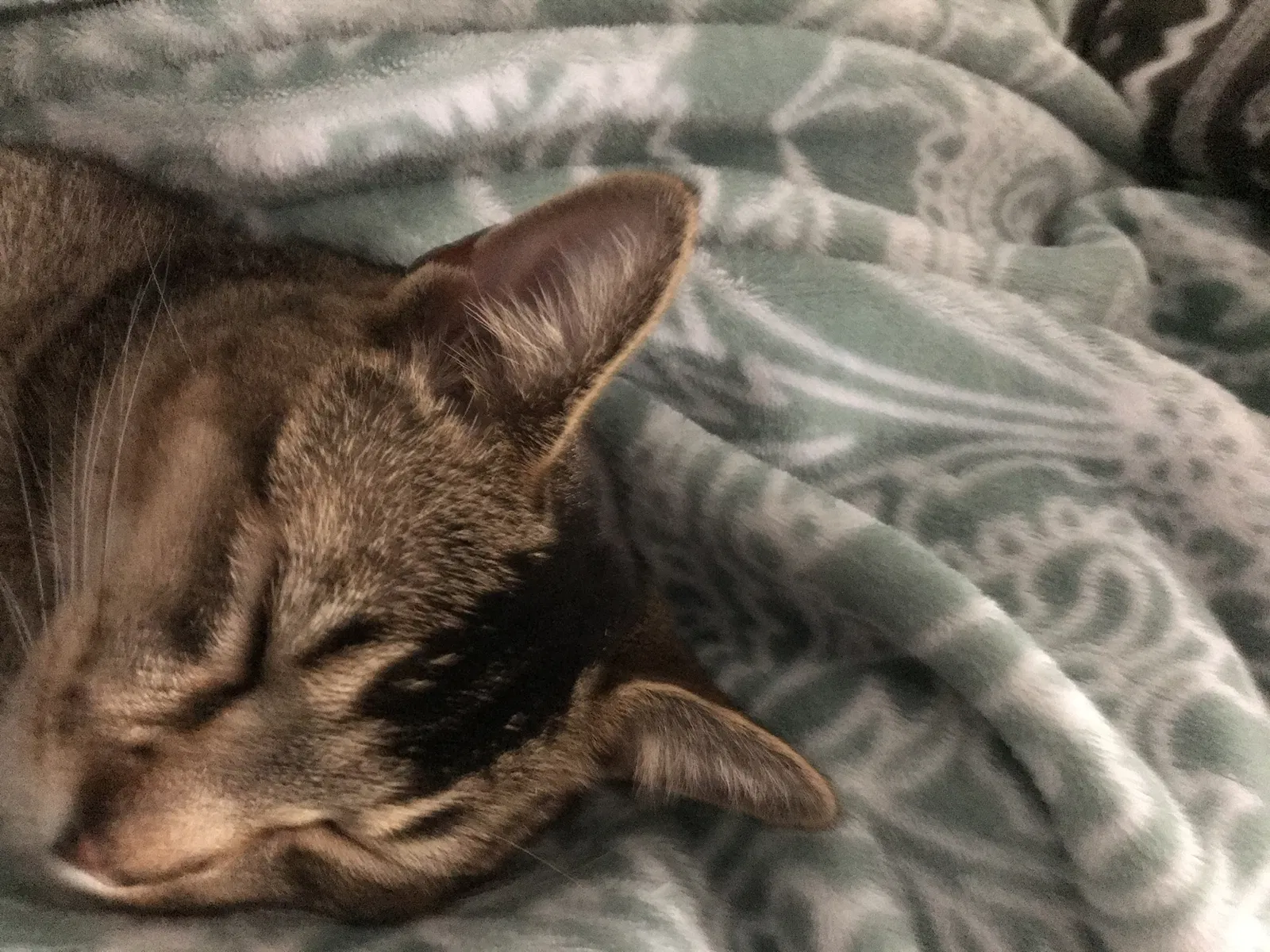 Missing Cat