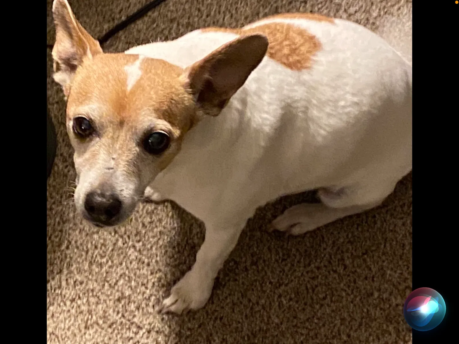 Lost dog in Poplarville, MS, 39470