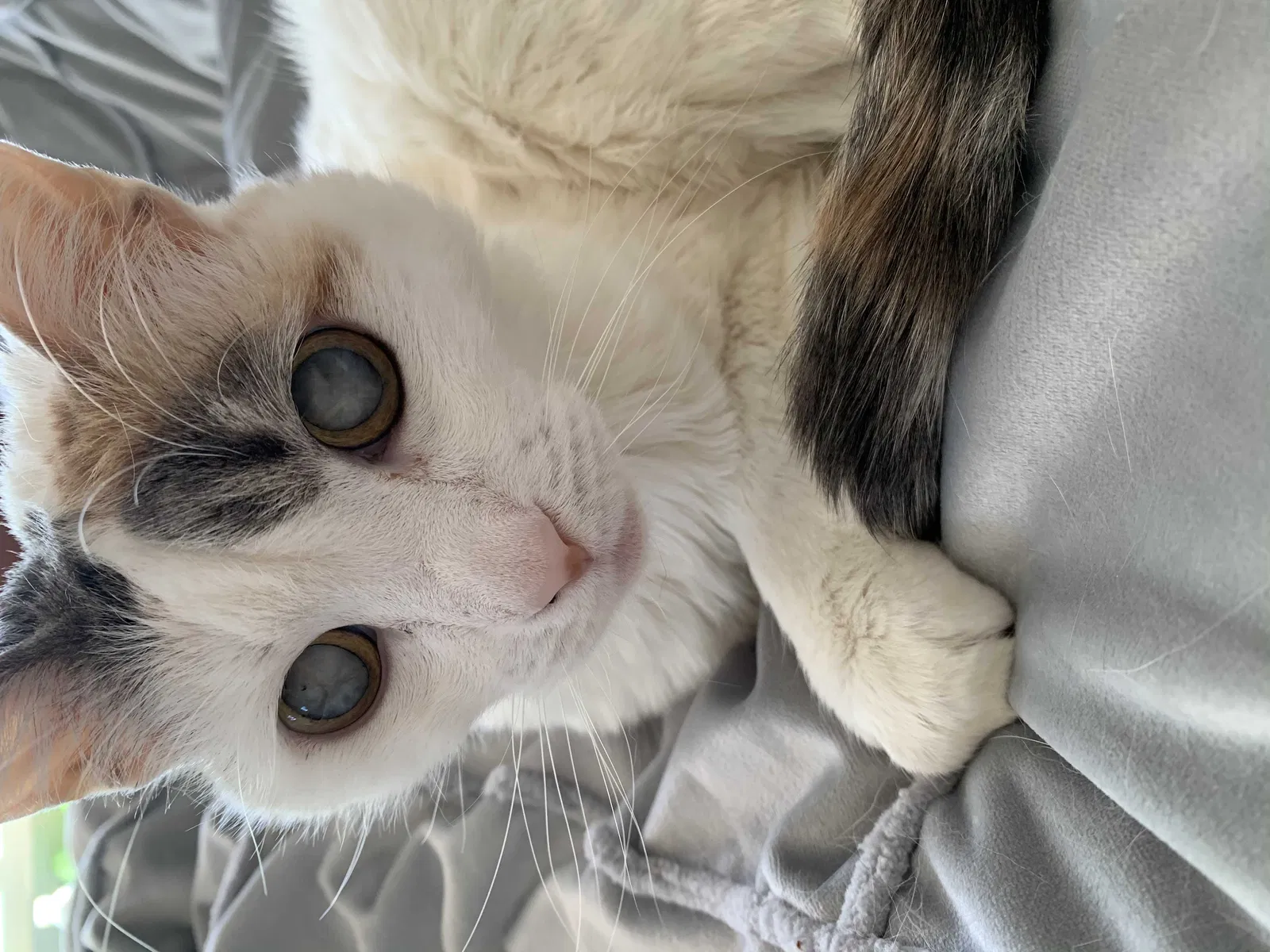 Lost cat in Wildomar, CA, 92595