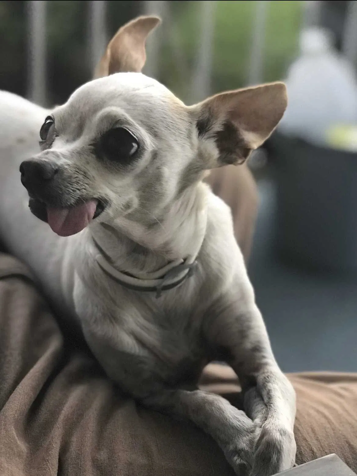 Lost dog in San Antonio, TX, 78228