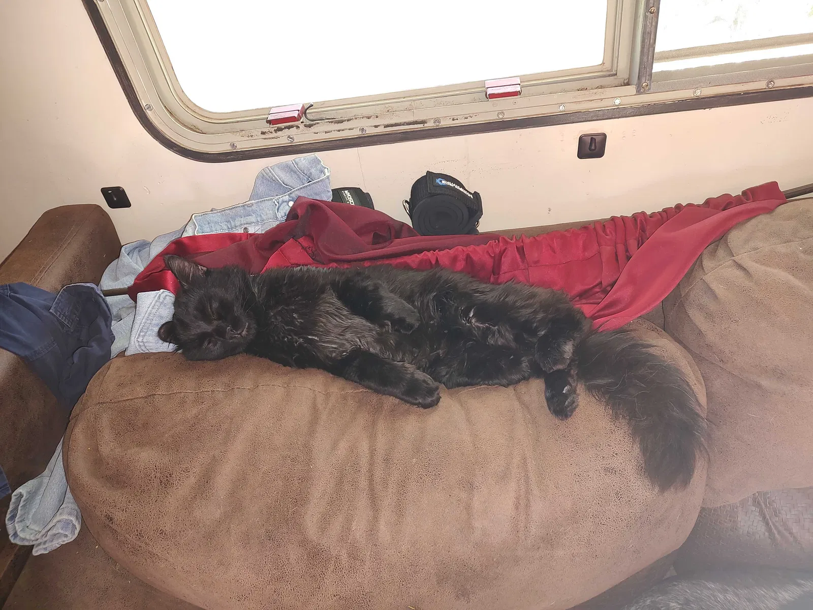 Lost cat in Loveland, CO, 80537