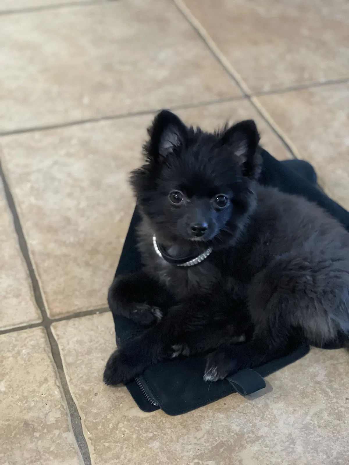 Lost dog in Antioch, CA, 94531