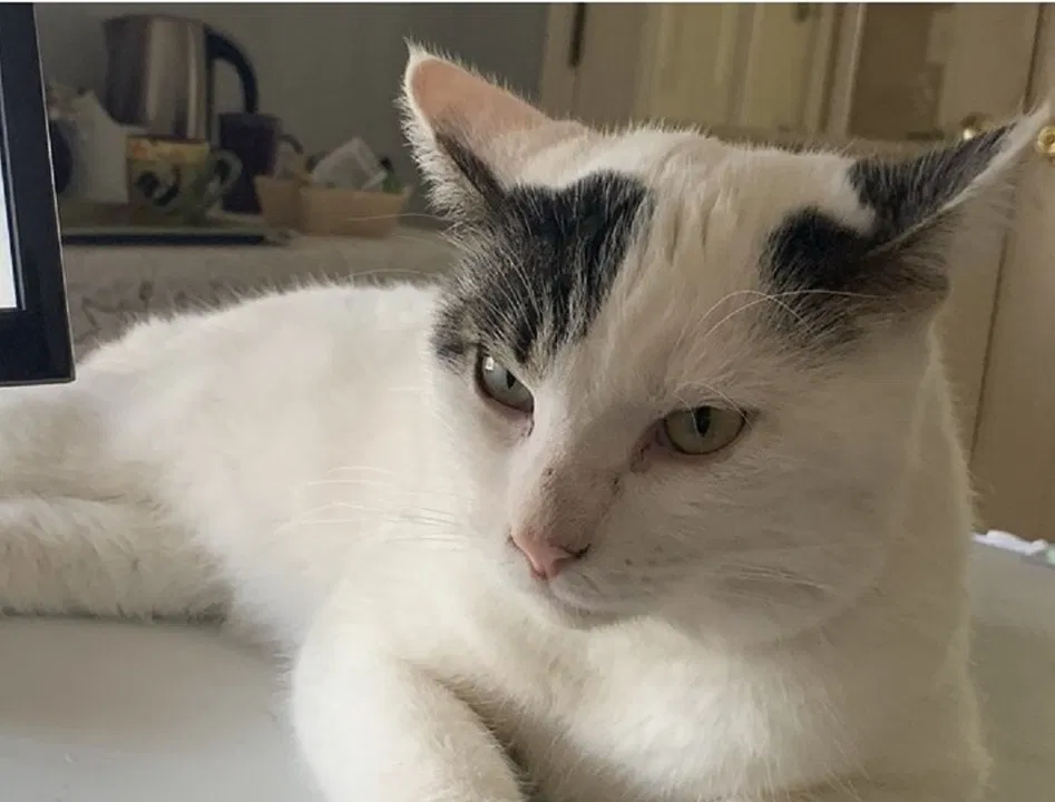 Lost cat in Trenton, FL, 32693