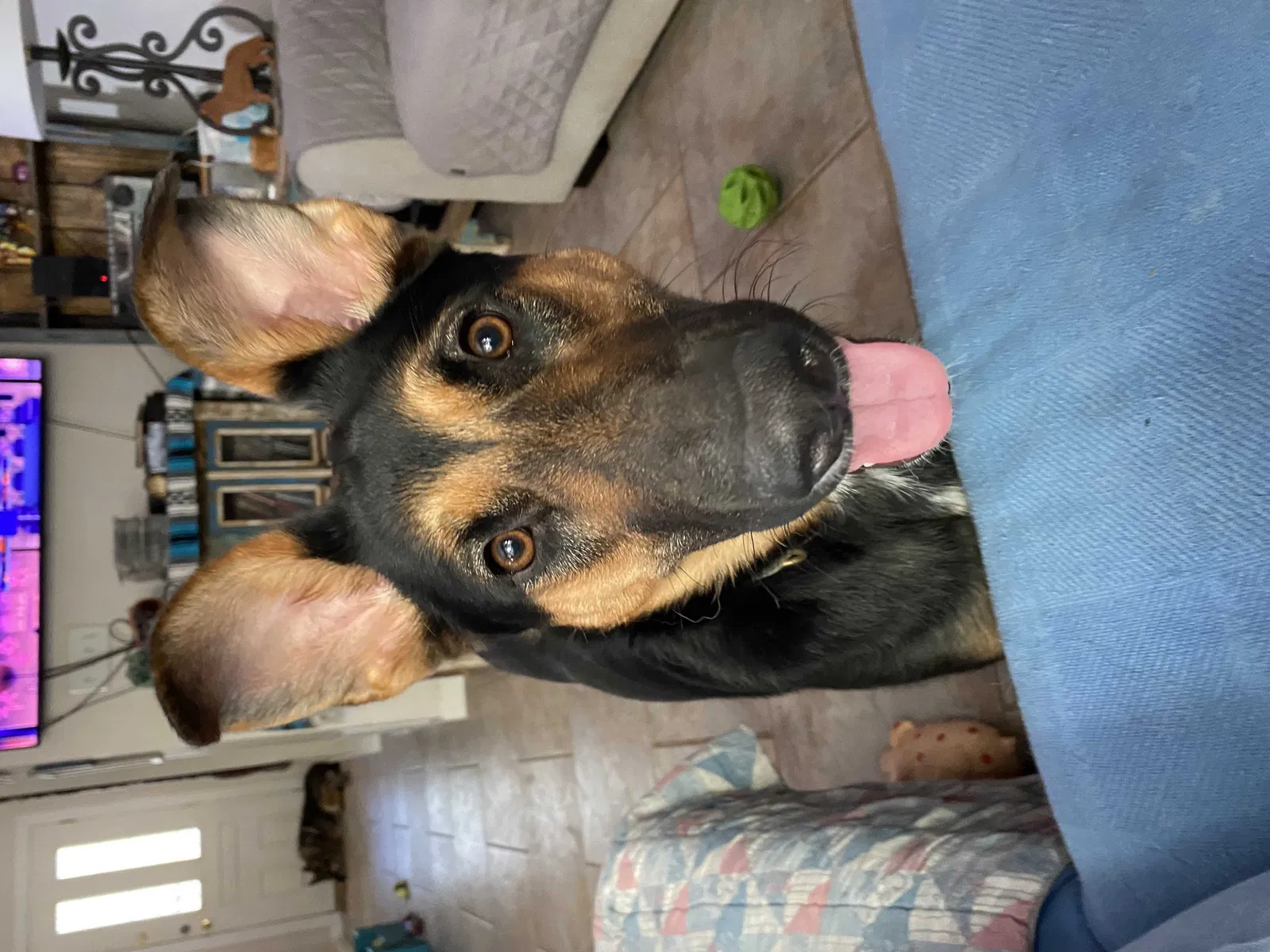 Lost dog in Santa Fe, NM, 87505