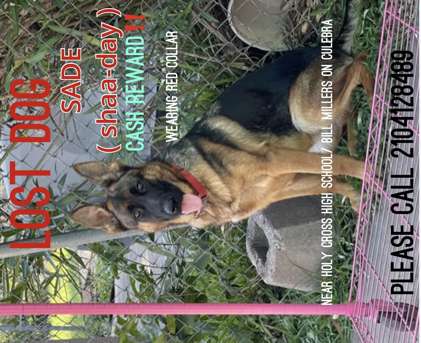 Lost dog in San Antonio, TX, 78228