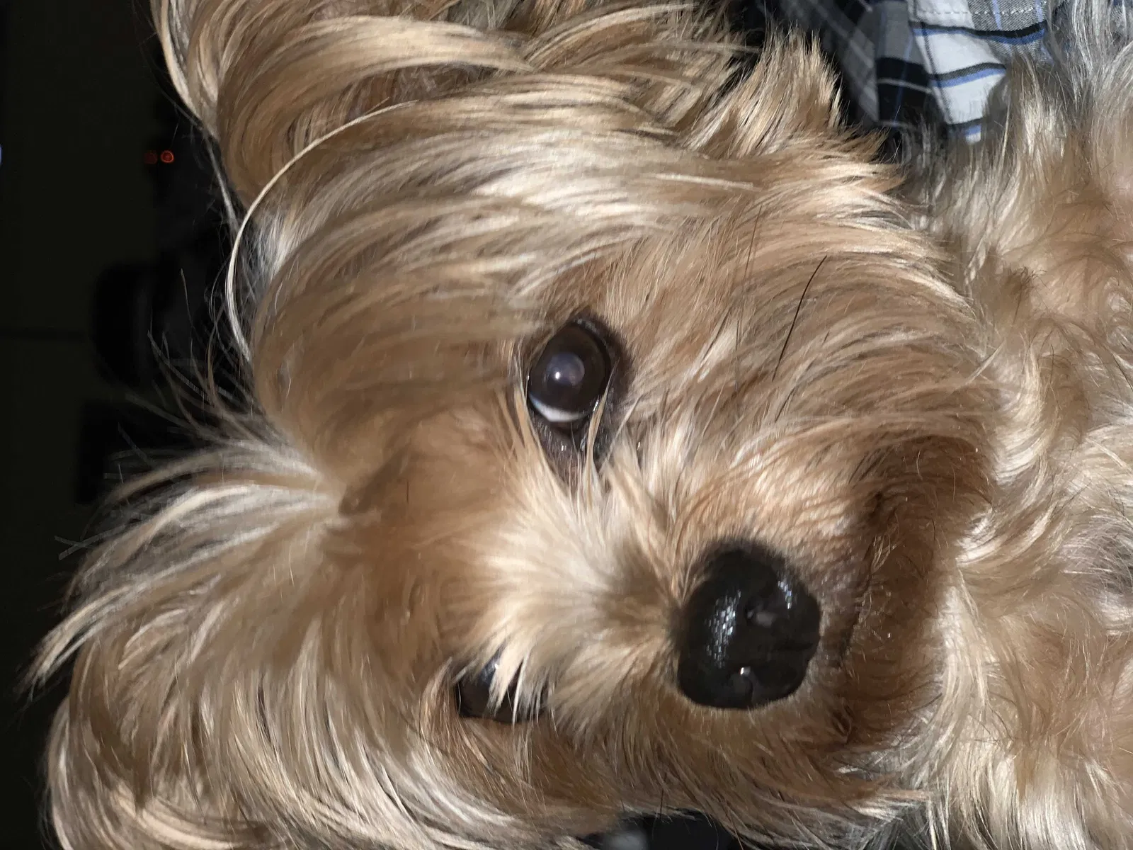 Lost dog in Fort Lauderdale, FL, 33311