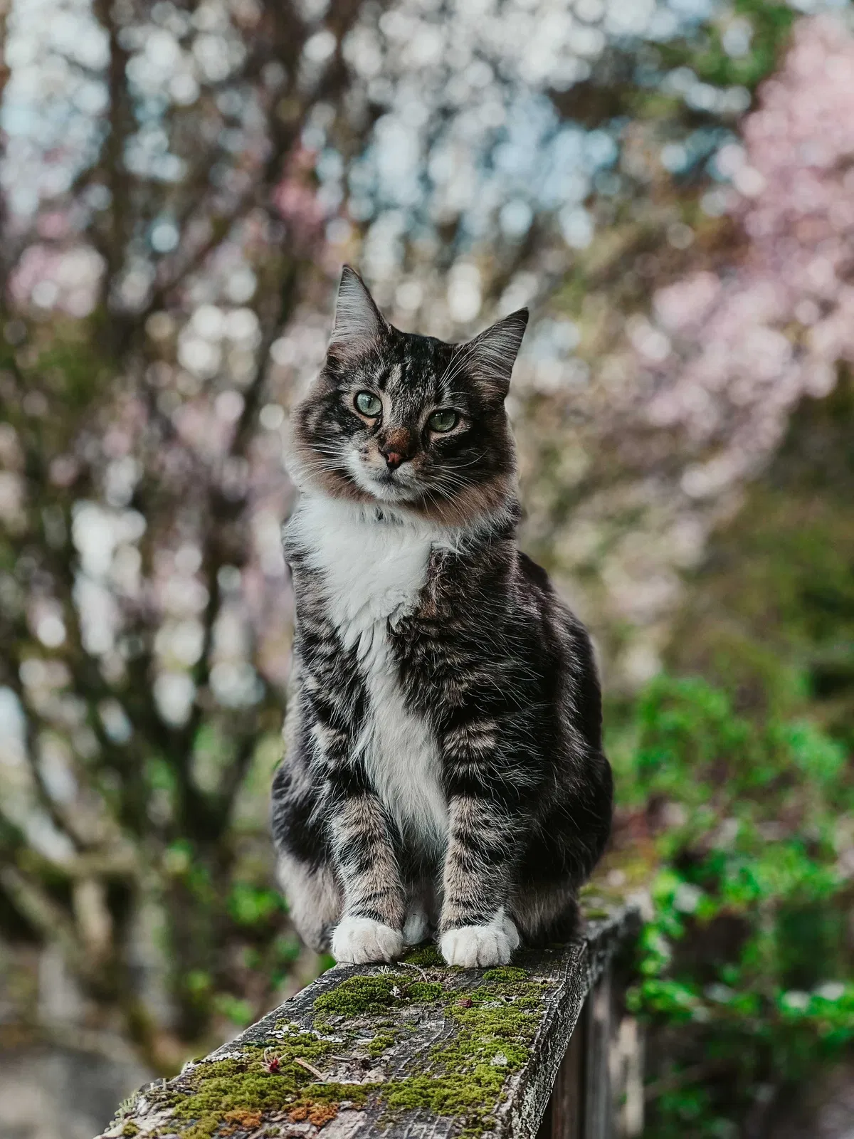 Lost cat in Sandy, OR, 97055