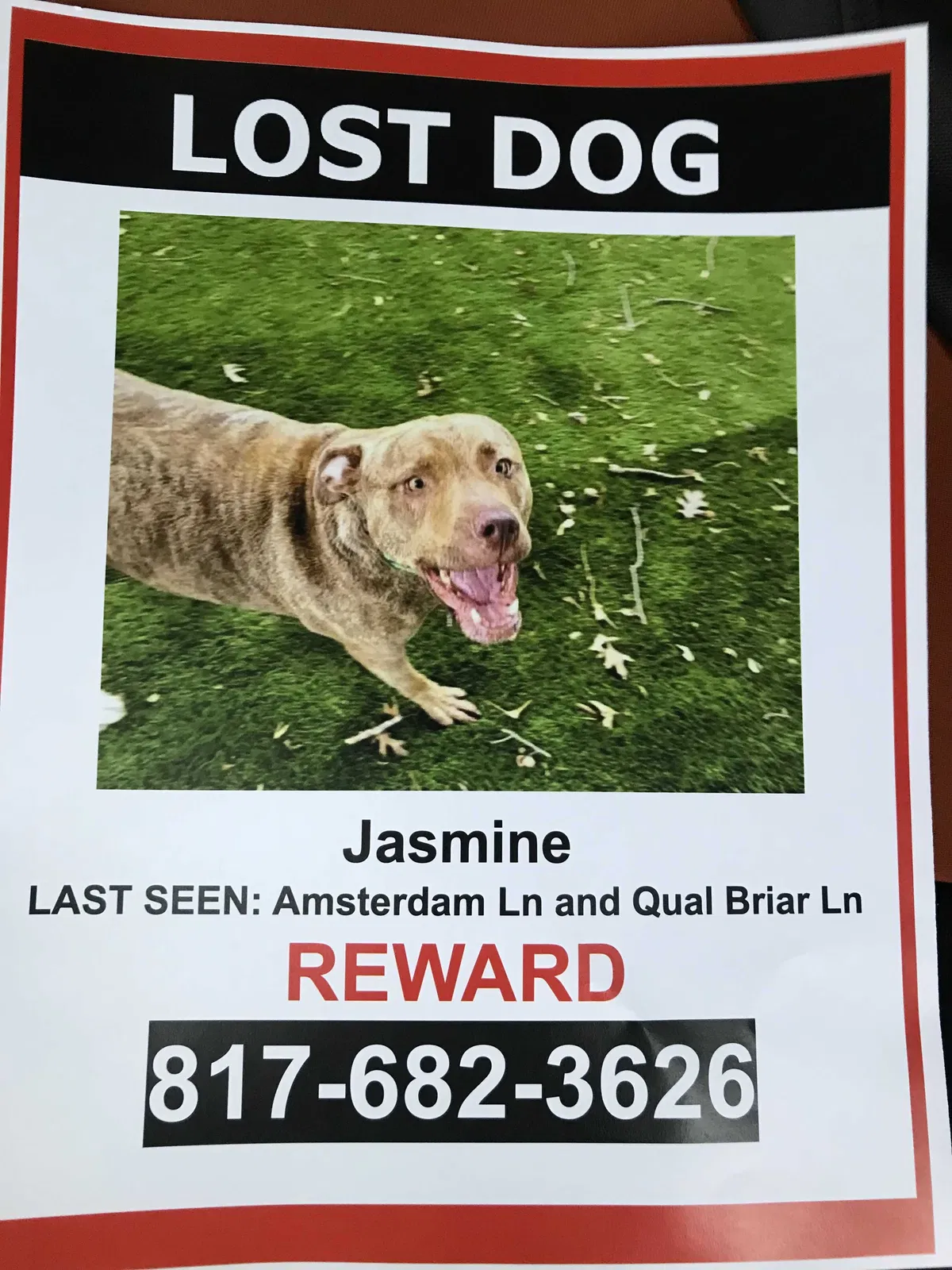 Lost dog in Arlington, TX, 76002