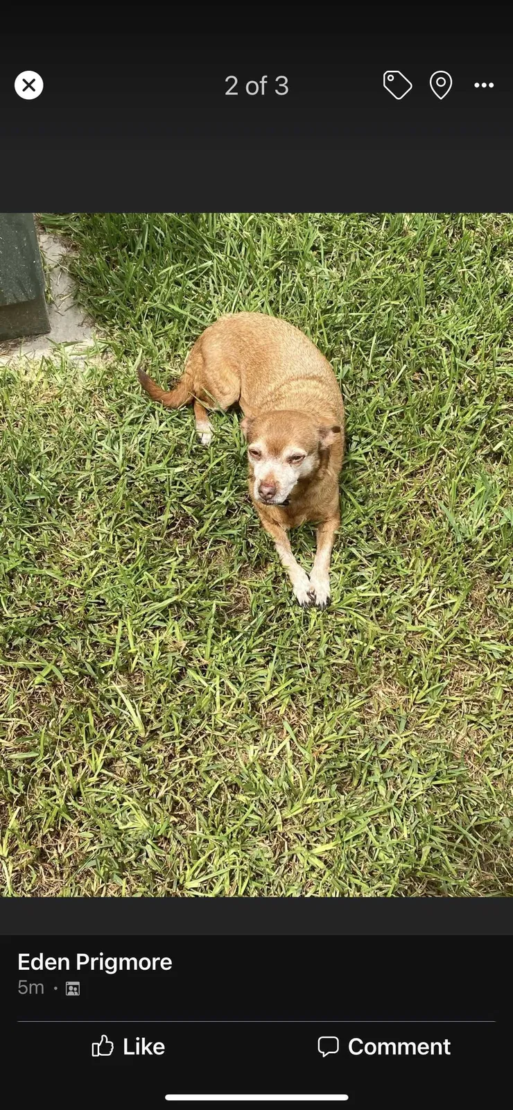 Lost dog in Houston, TX, 77084