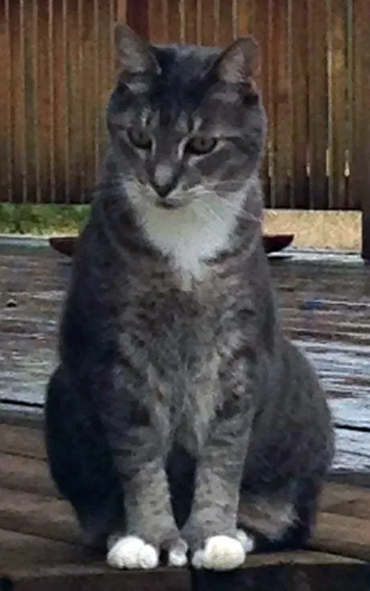 Lost cat in Orlando, FL, 32811