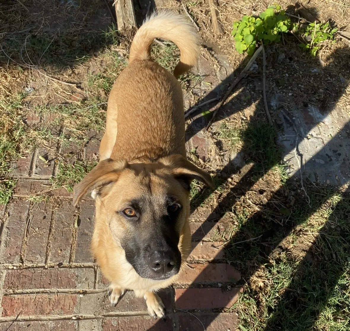 Lost dog in Grand Prairie, TX, 75052