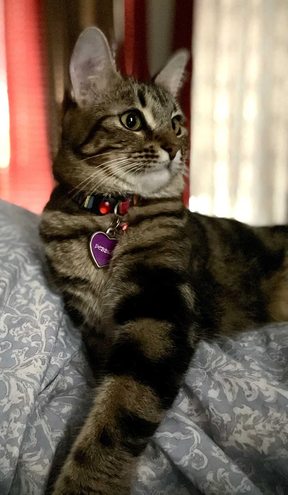 Lost cat in Richmond, TX, 77407