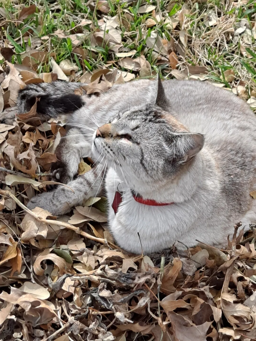 Lost cat in Cleburne, TX, 76033