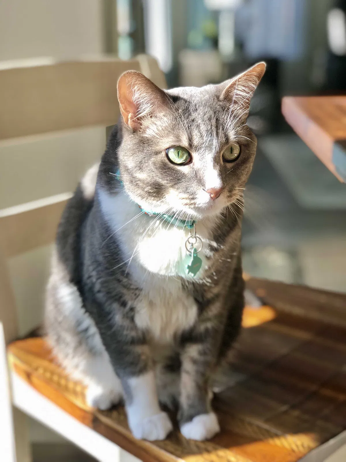 Lost cat in Cumming, GA, 30040