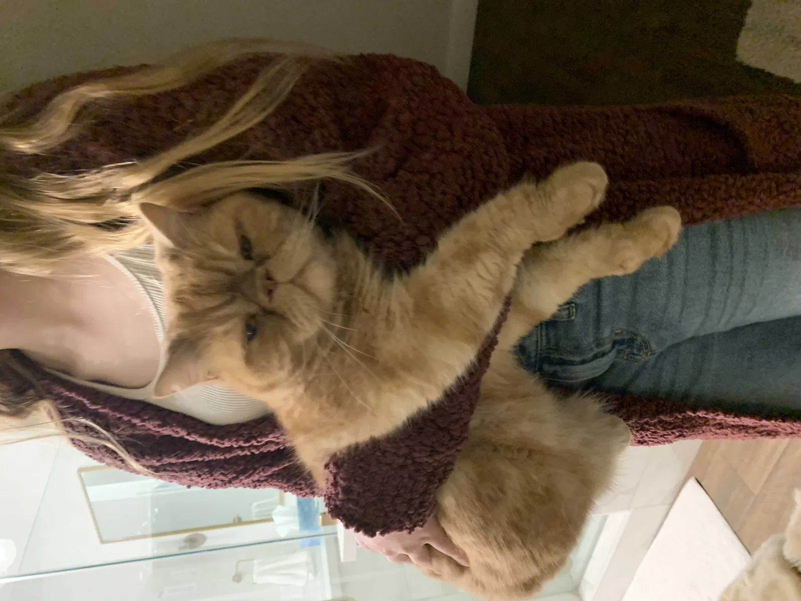 Lost cat in Kingwood, TX, 77345