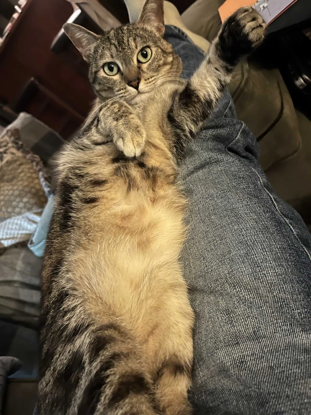 Lost cat in Oakland, CA, 94606
