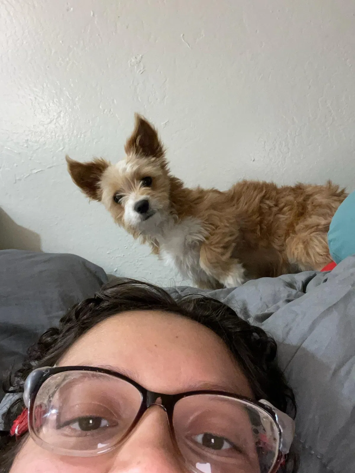 Lost dog in Phoenix, AZ, 85019