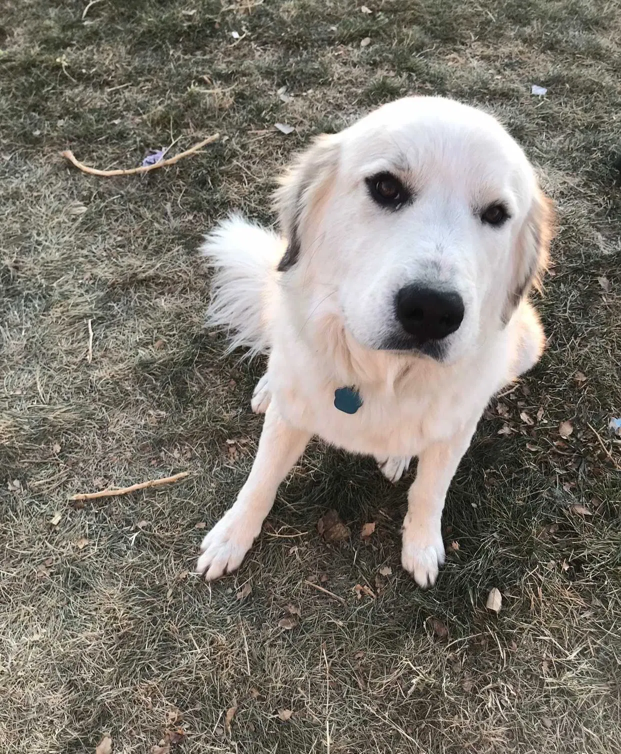 Lost dog in Standish, CA, 96128