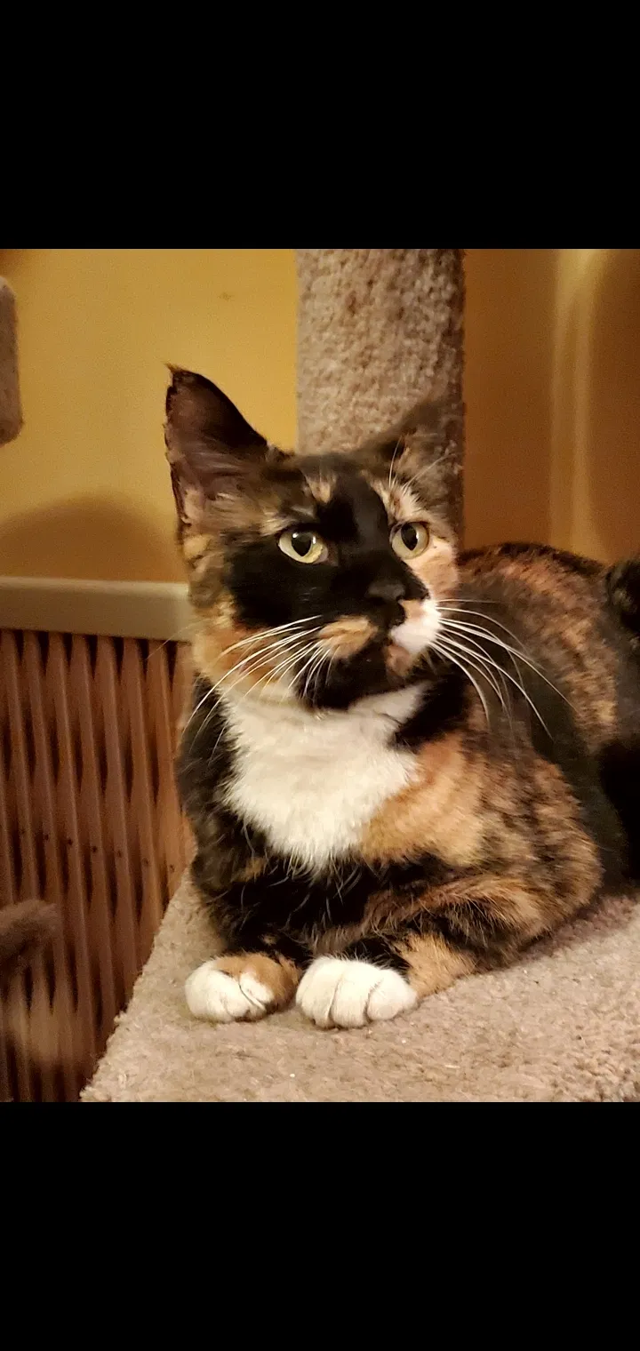 Found cat in Gardner, KS, 66030