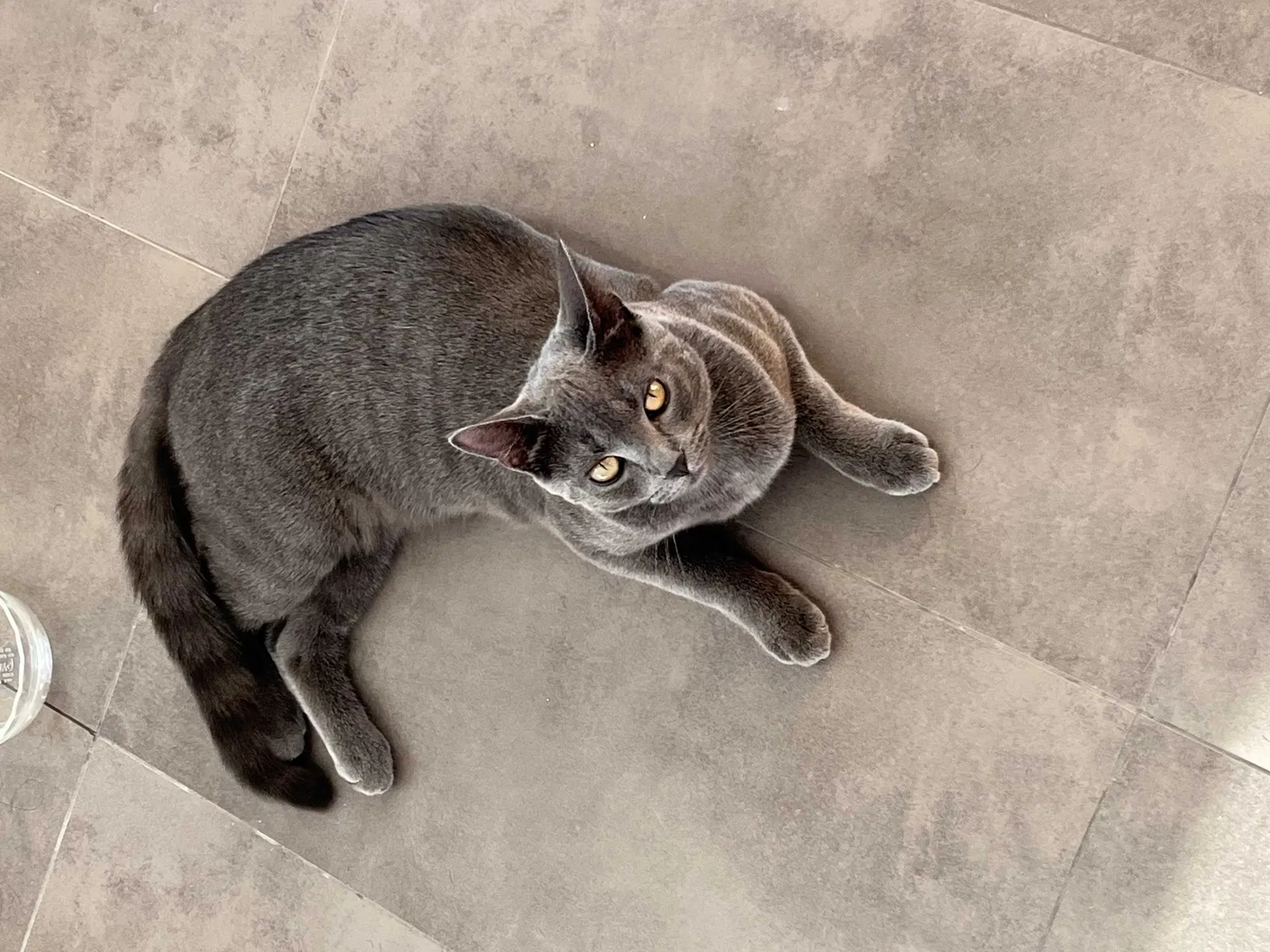 Lost cat in Rancho Palos Verdes, CA, 90275