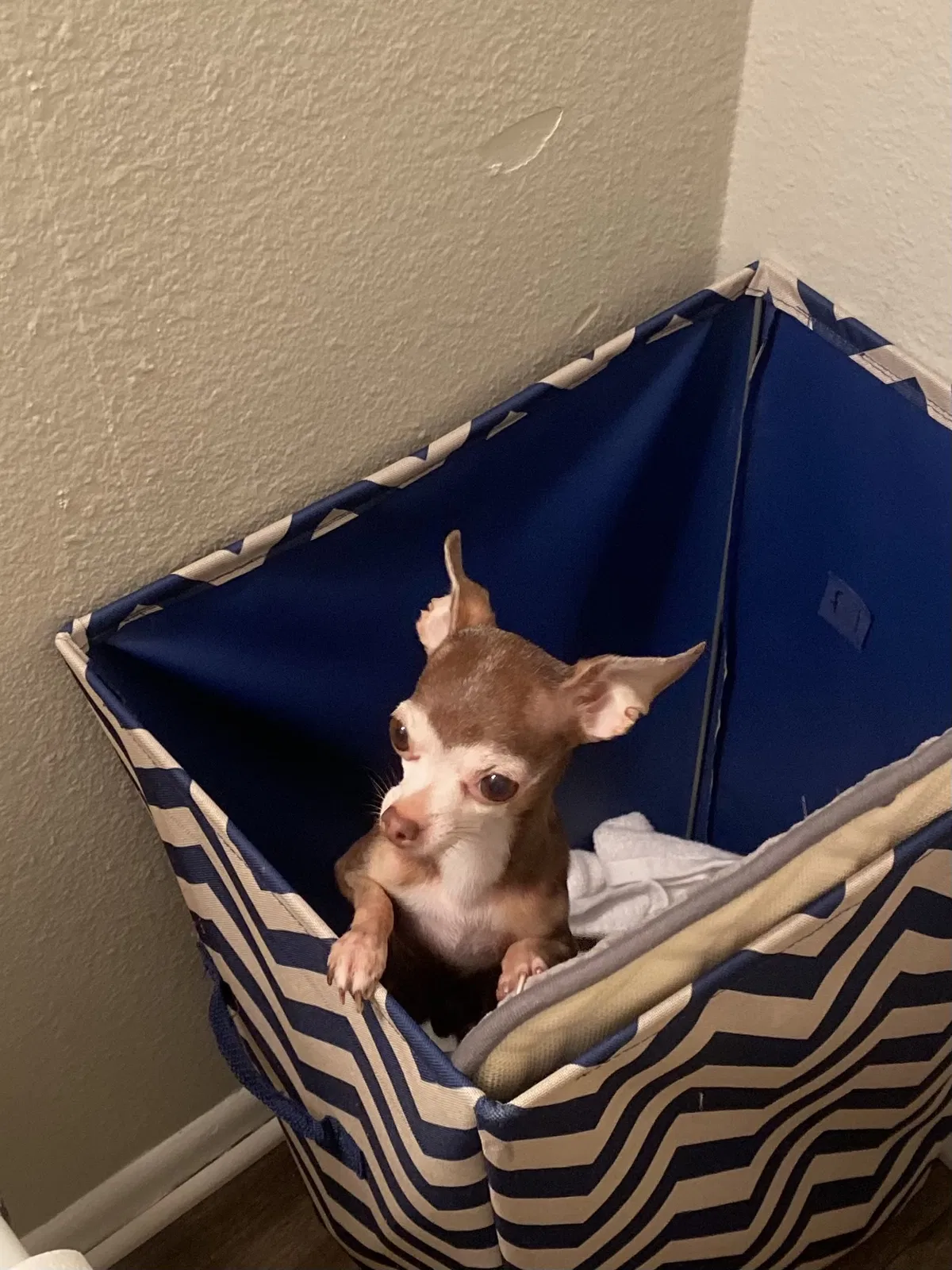 Lost dog in Lafayette, LA, 70506