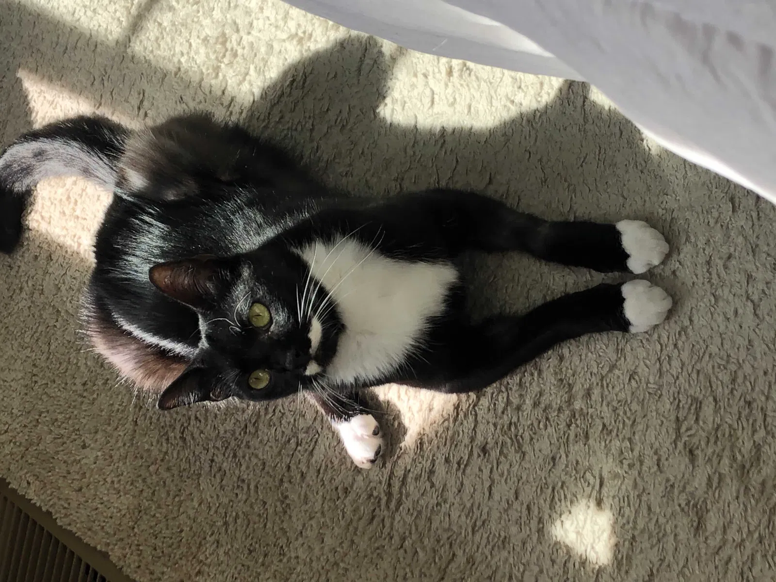 Lost cat in Lakewood, NJ, 8701