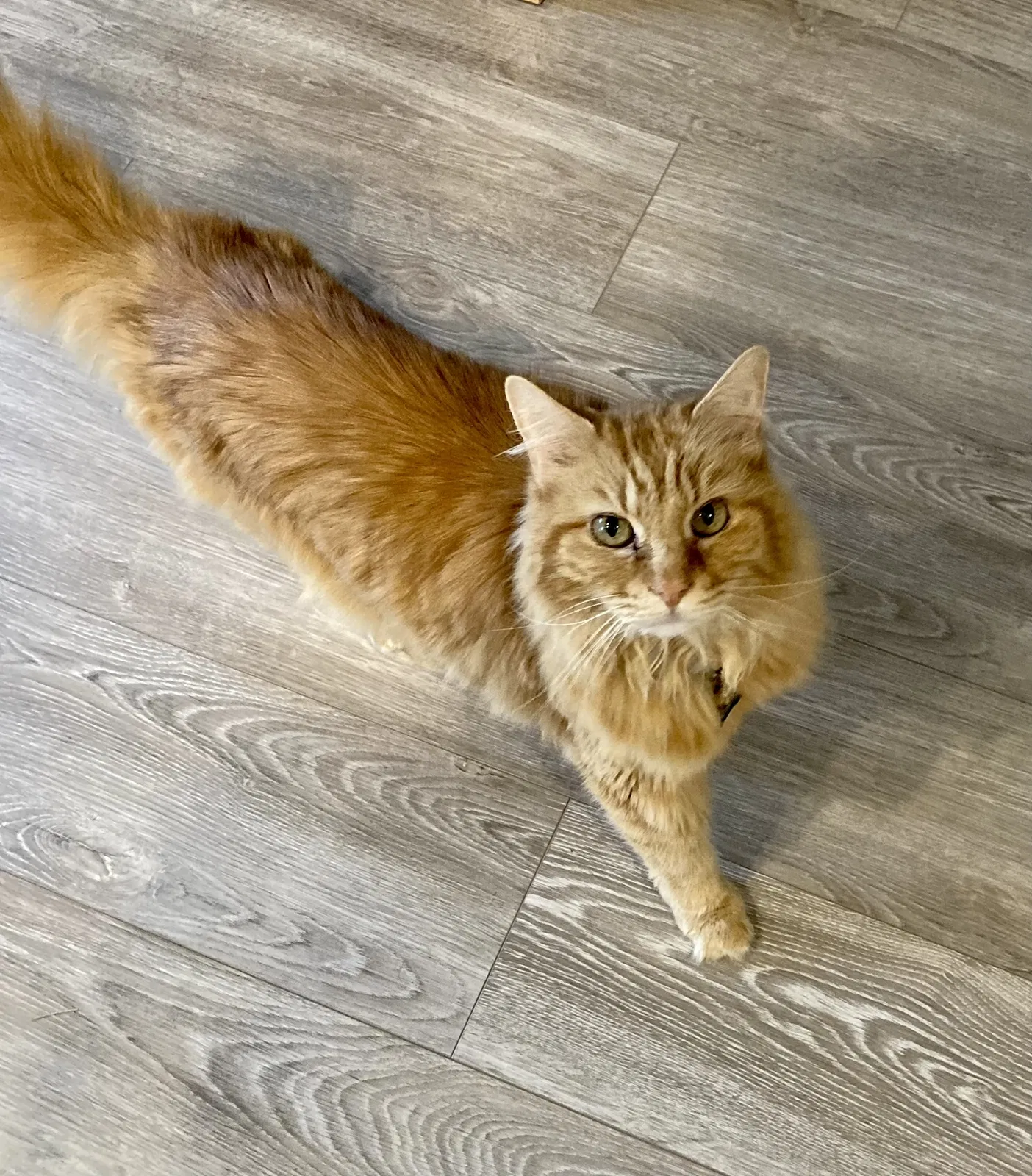 Lost cat in Maryville, TN, 37801