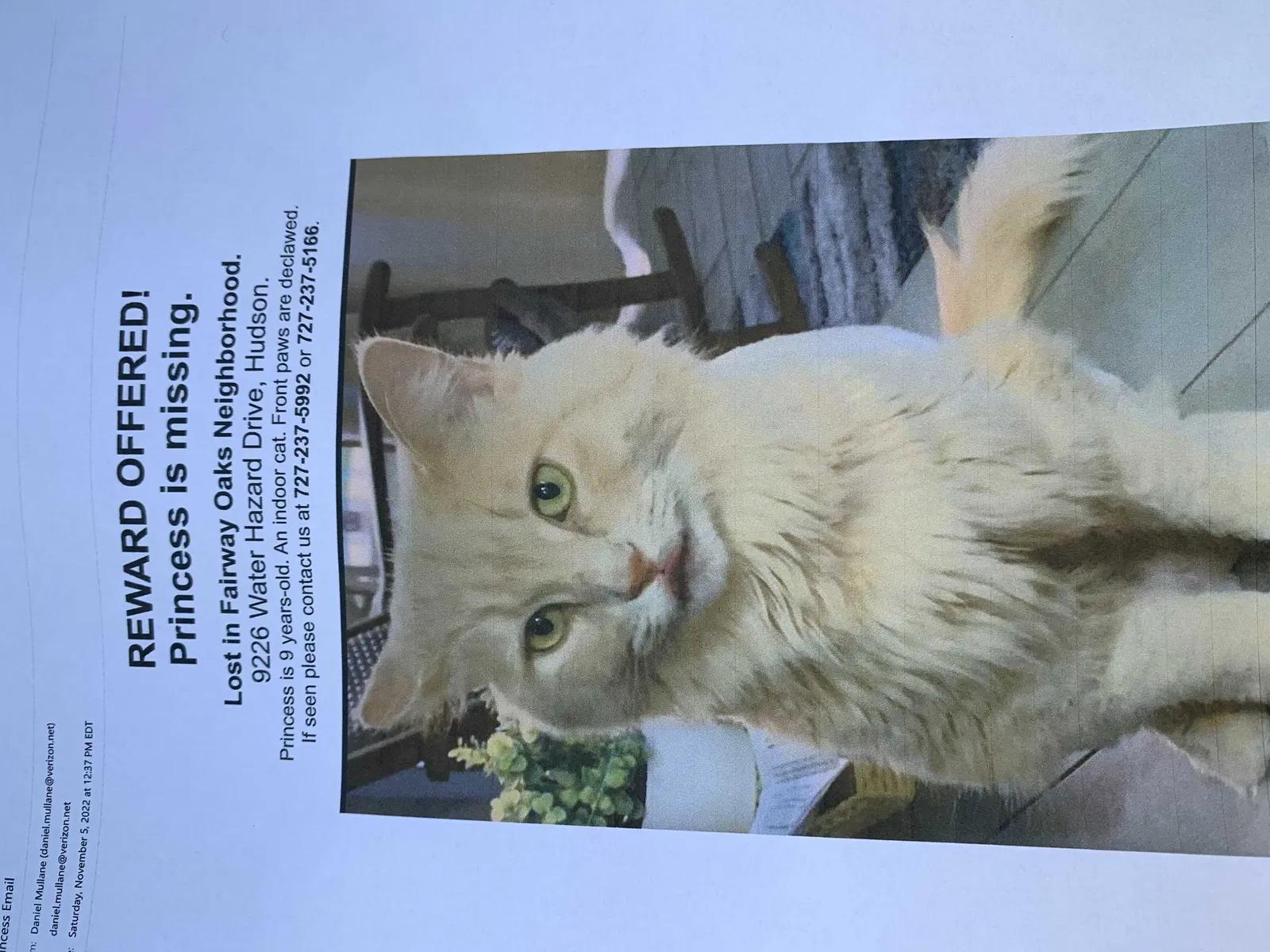 Lost cat in Hudson, FL, 34667