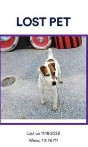 Lost dog in Waco, TX, 76711