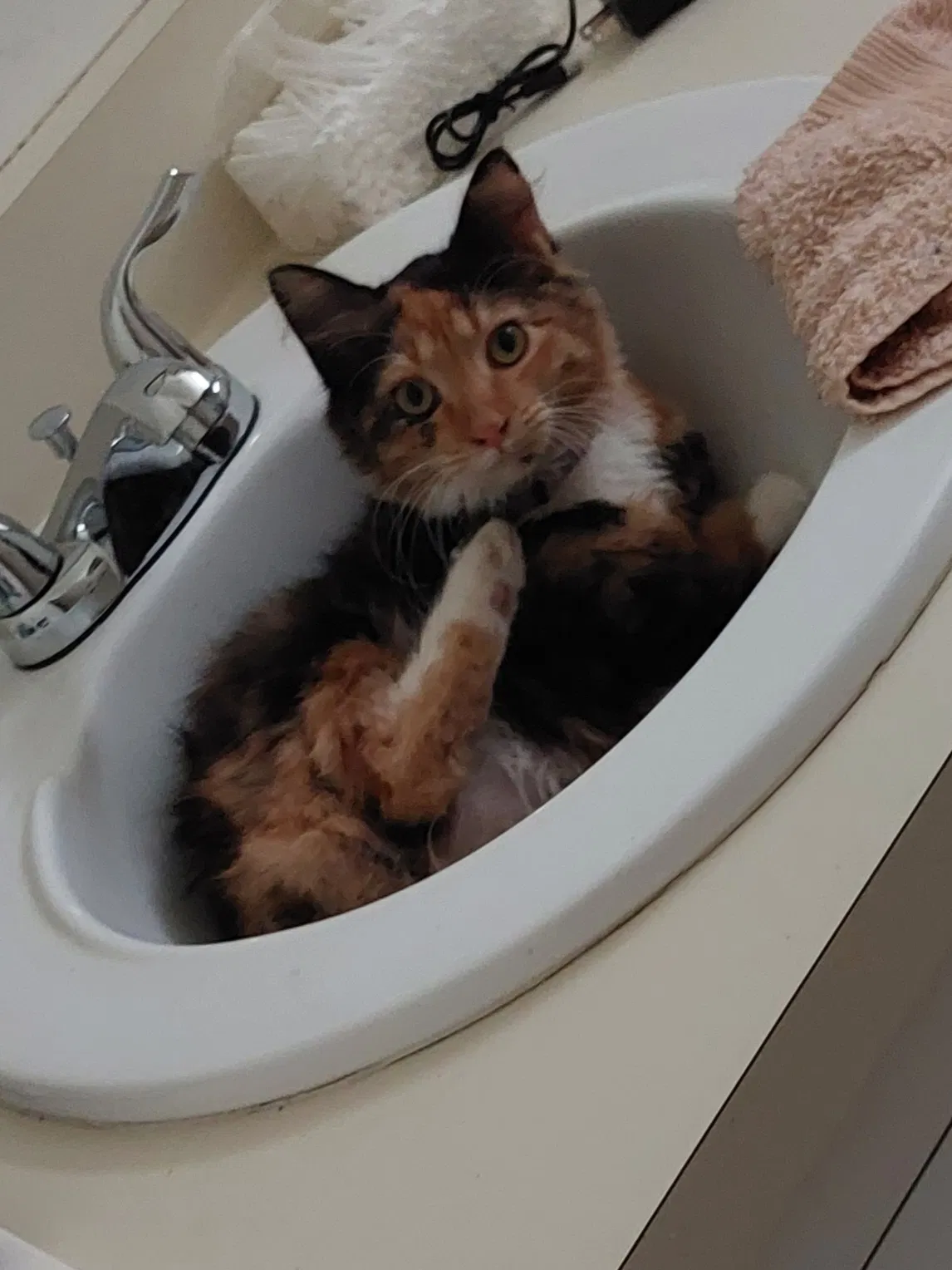 Lost cat in Angier, NC, 27501