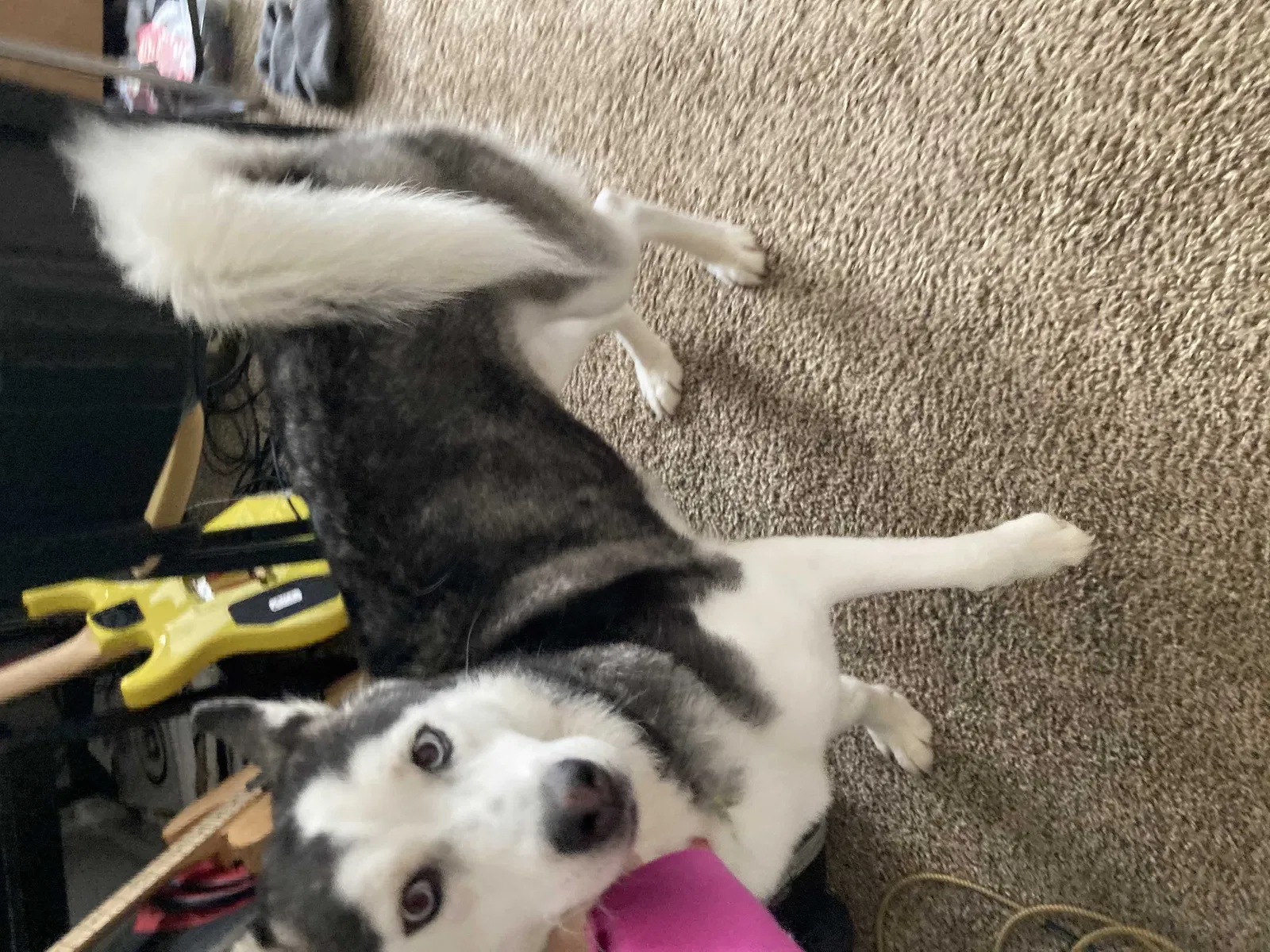 Lost dog in Baileyton, AL, 35019