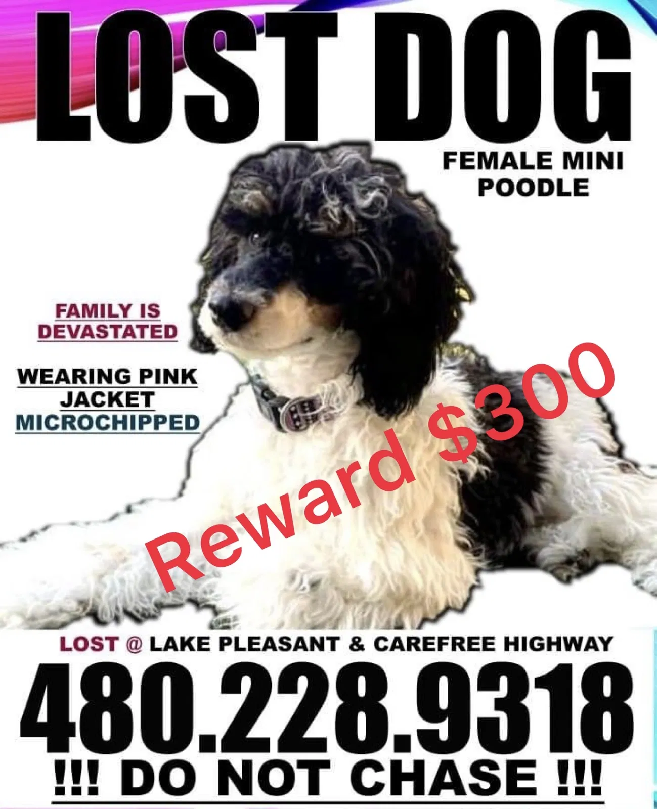 Lost dog in Peoria, AZ, 85383