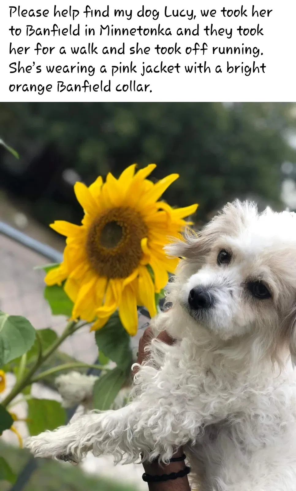 Lost dog in Minnetonka, MN, 55345