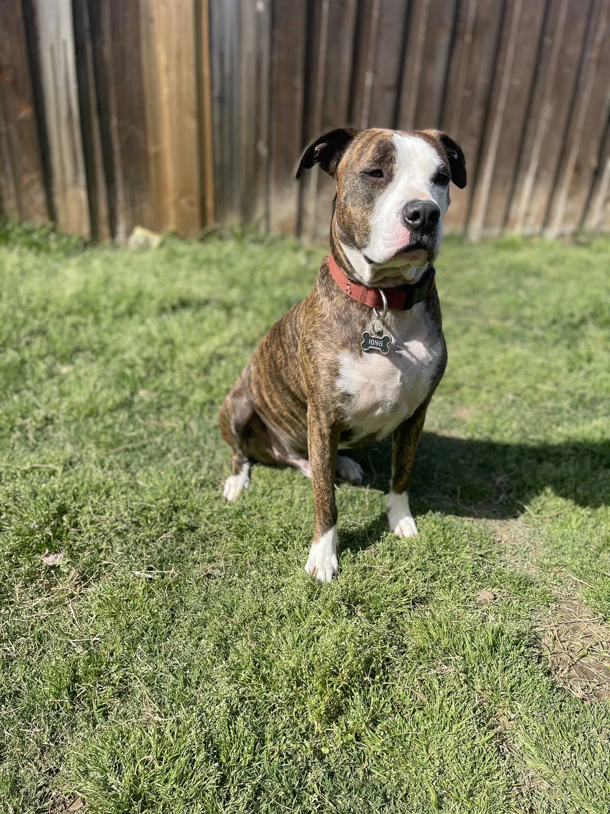 Lost dog in Mckinney, TX, 75071