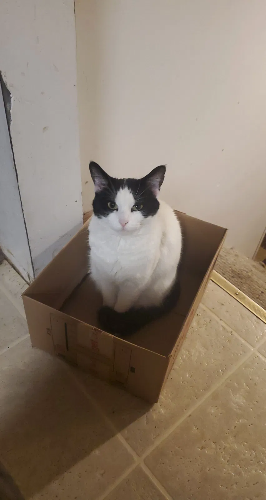 Lost cat in Minneapolis, MN, 55421