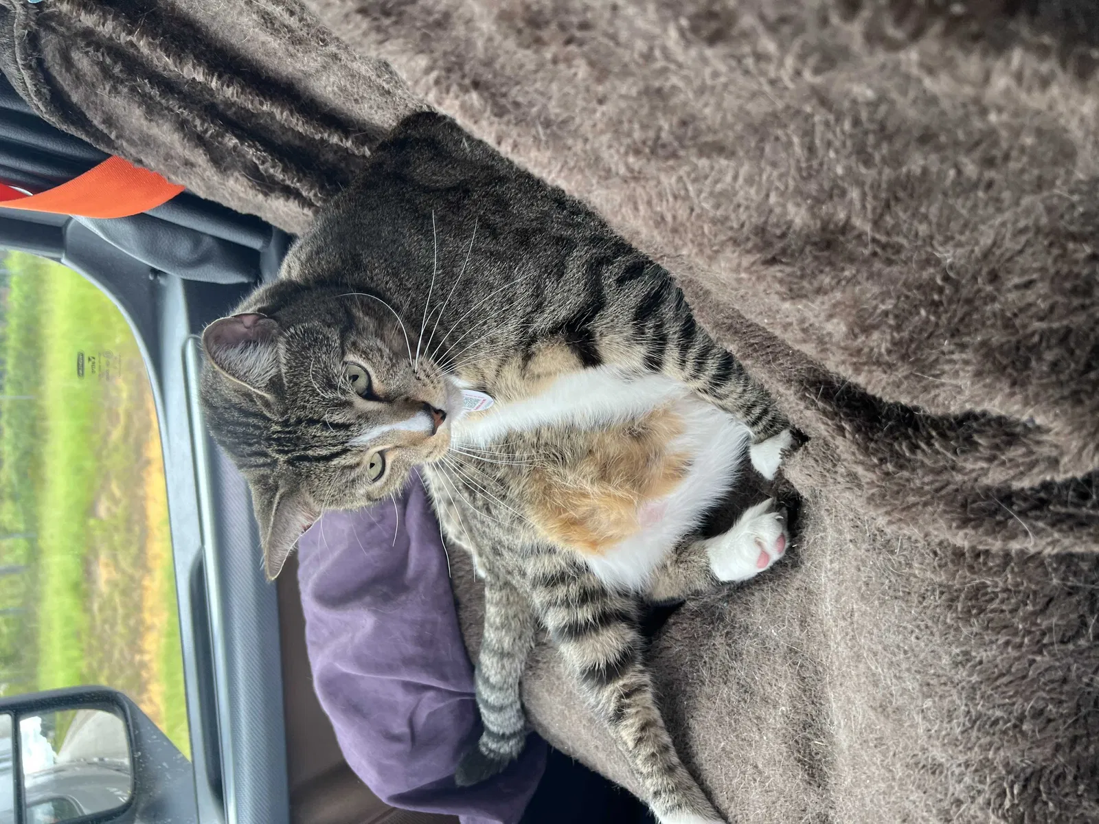 Lost cat in Miami, FL, 33147