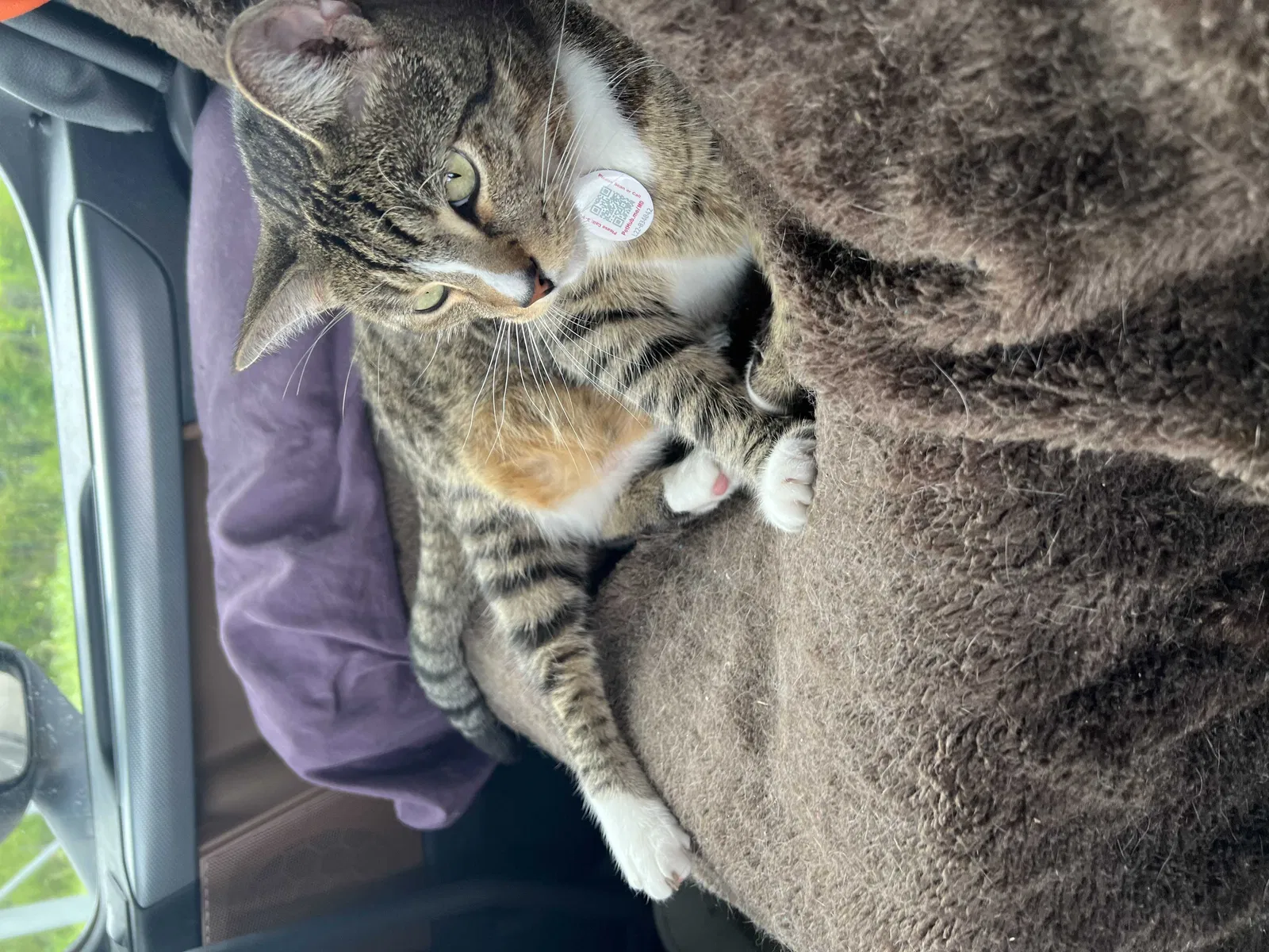 Lost cat in Miami, FL, 33147