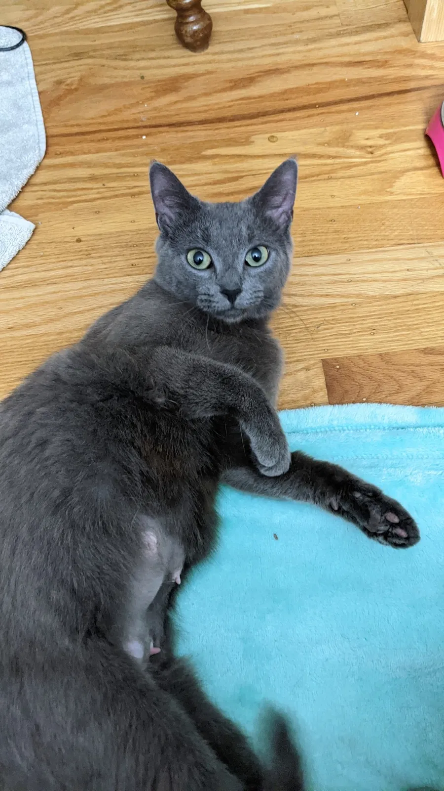 Lost cat in Fairport, NY, 14450