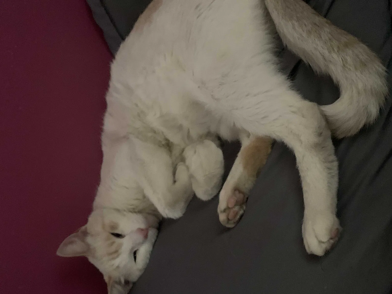 Lost cat in Los Angeles, CA, 90011