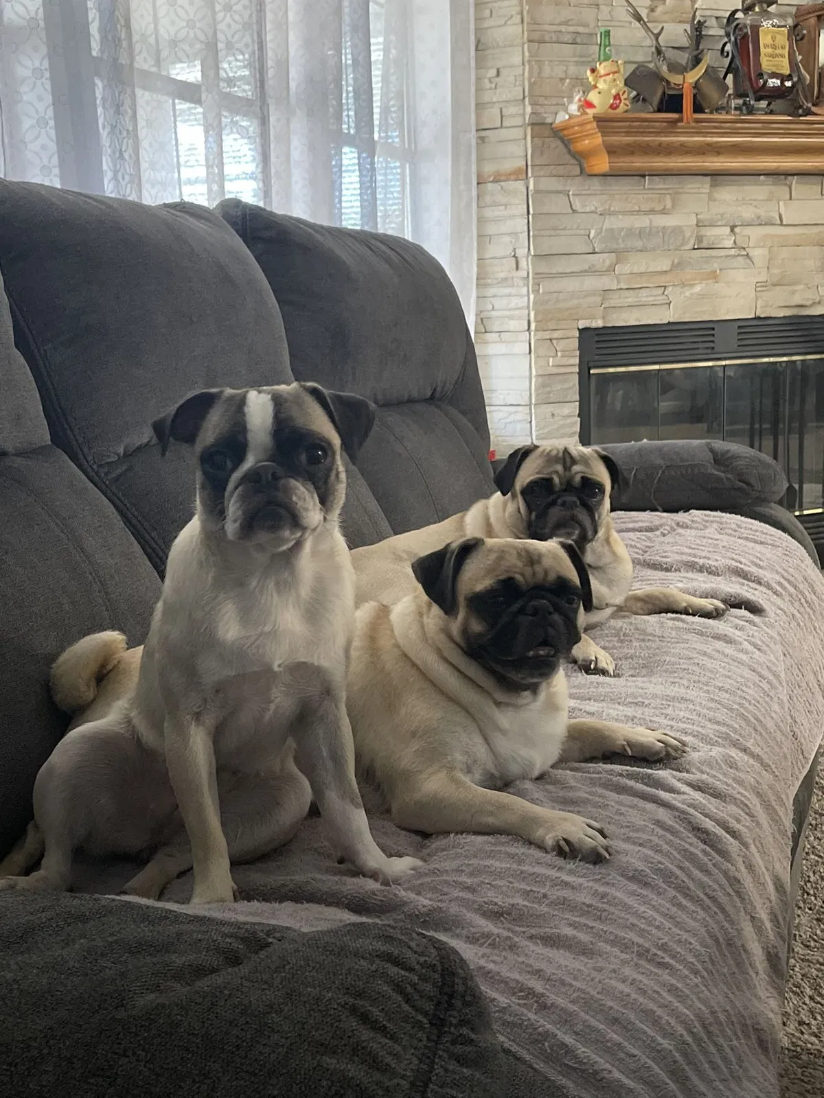 Lost dog in Victorville, CA, 92395