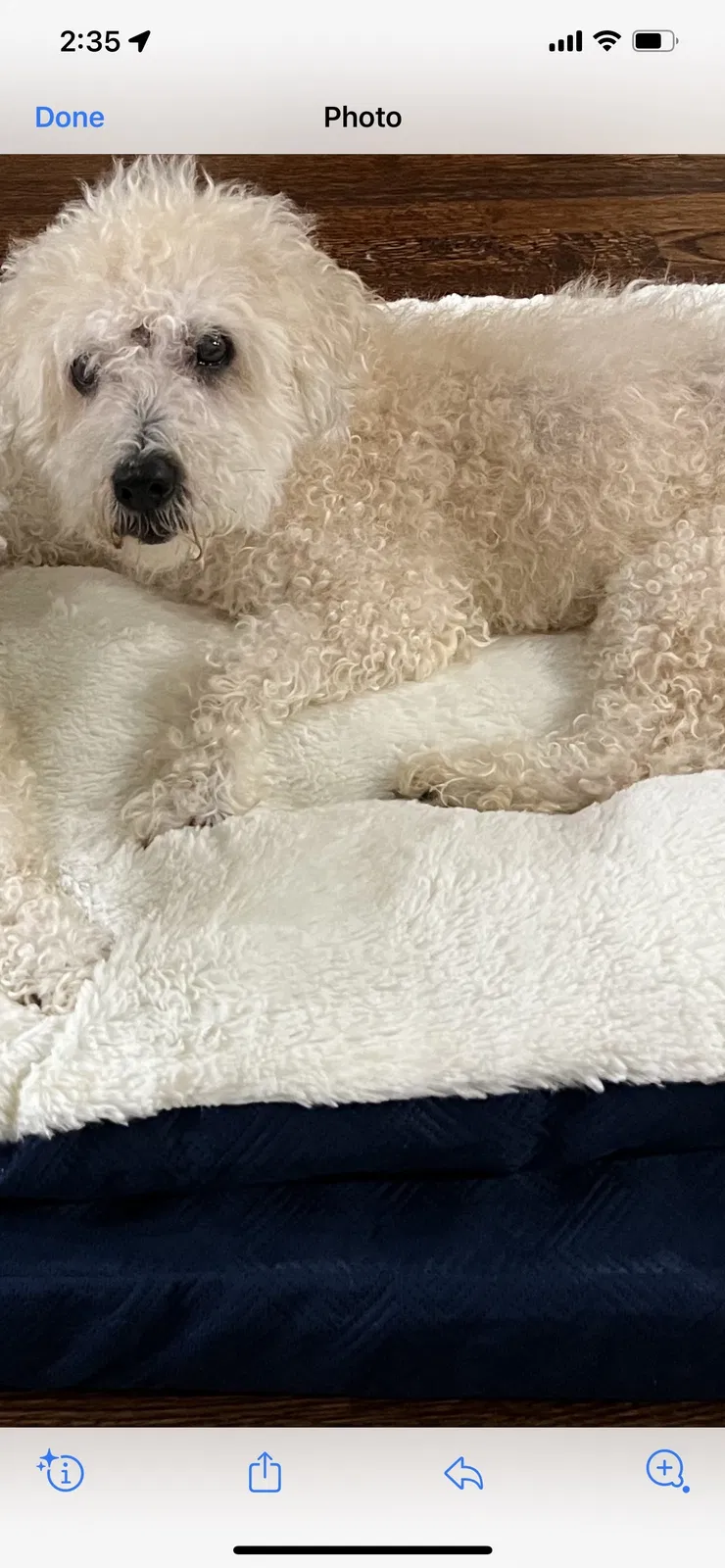 Lost dog in Roswell, GA, 30076