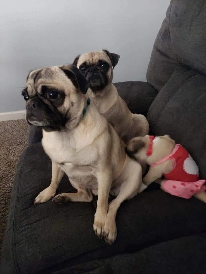 Lost dog in Victorville, CA, 92395