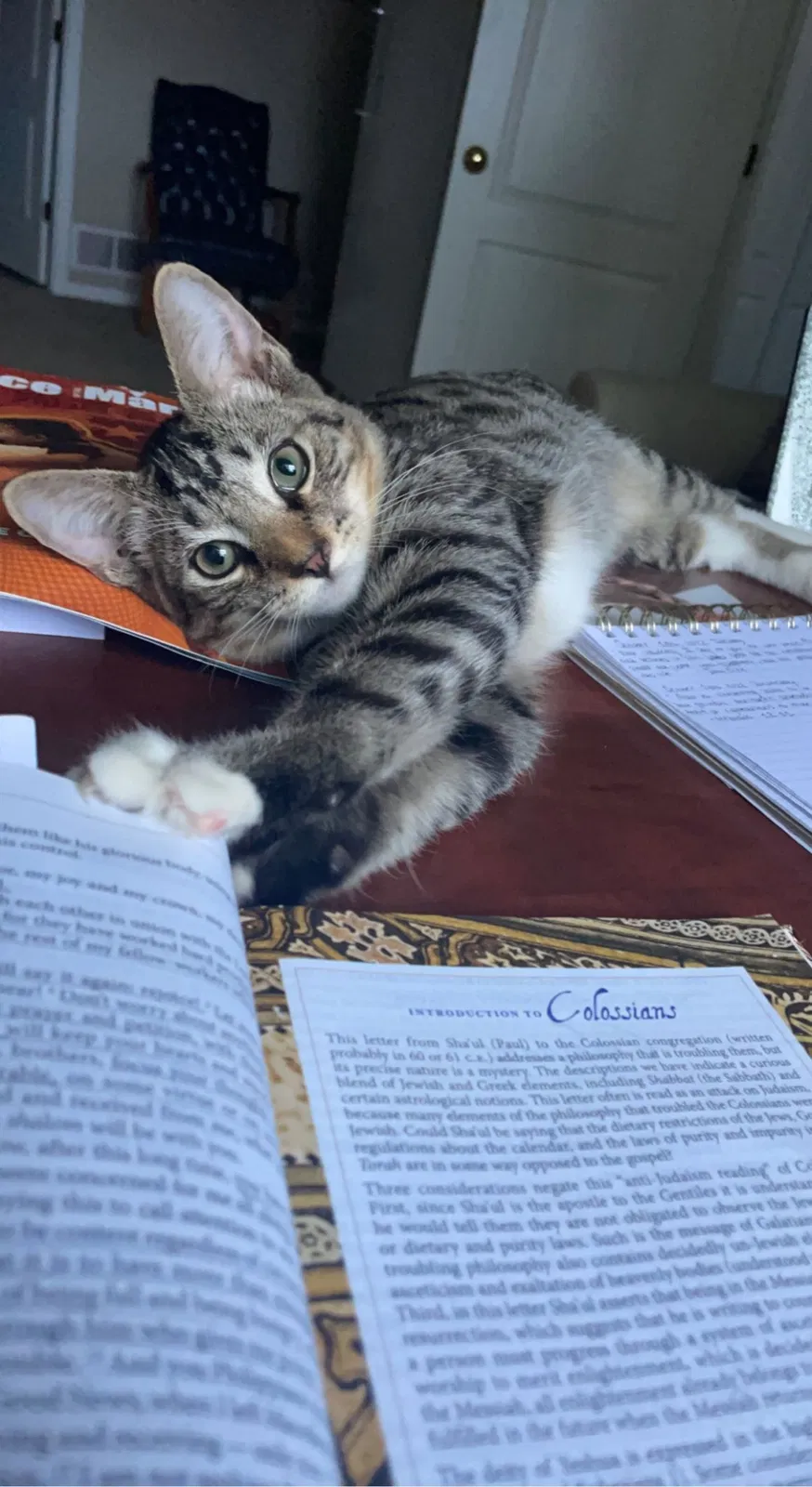 Lost cat in Cleveland, OH, 44134