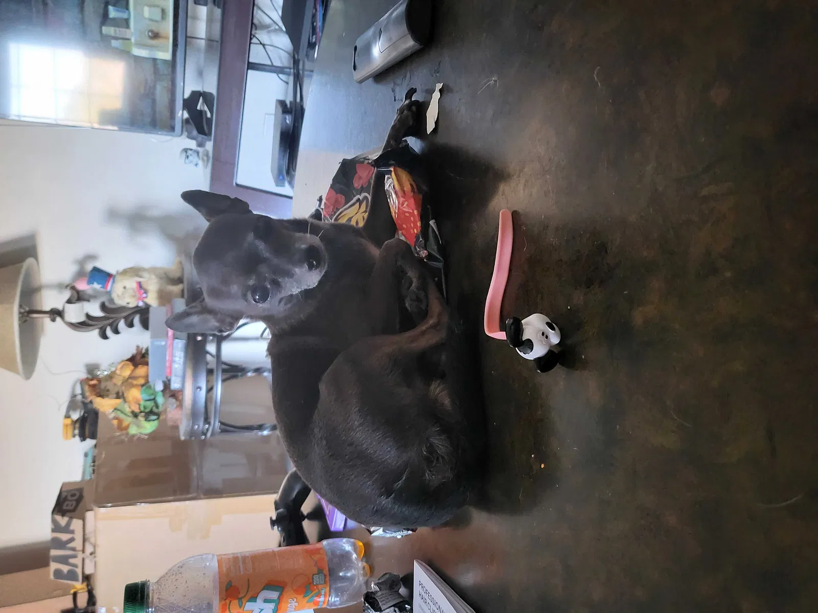 Lost dog in Pacoima, CA, 91331