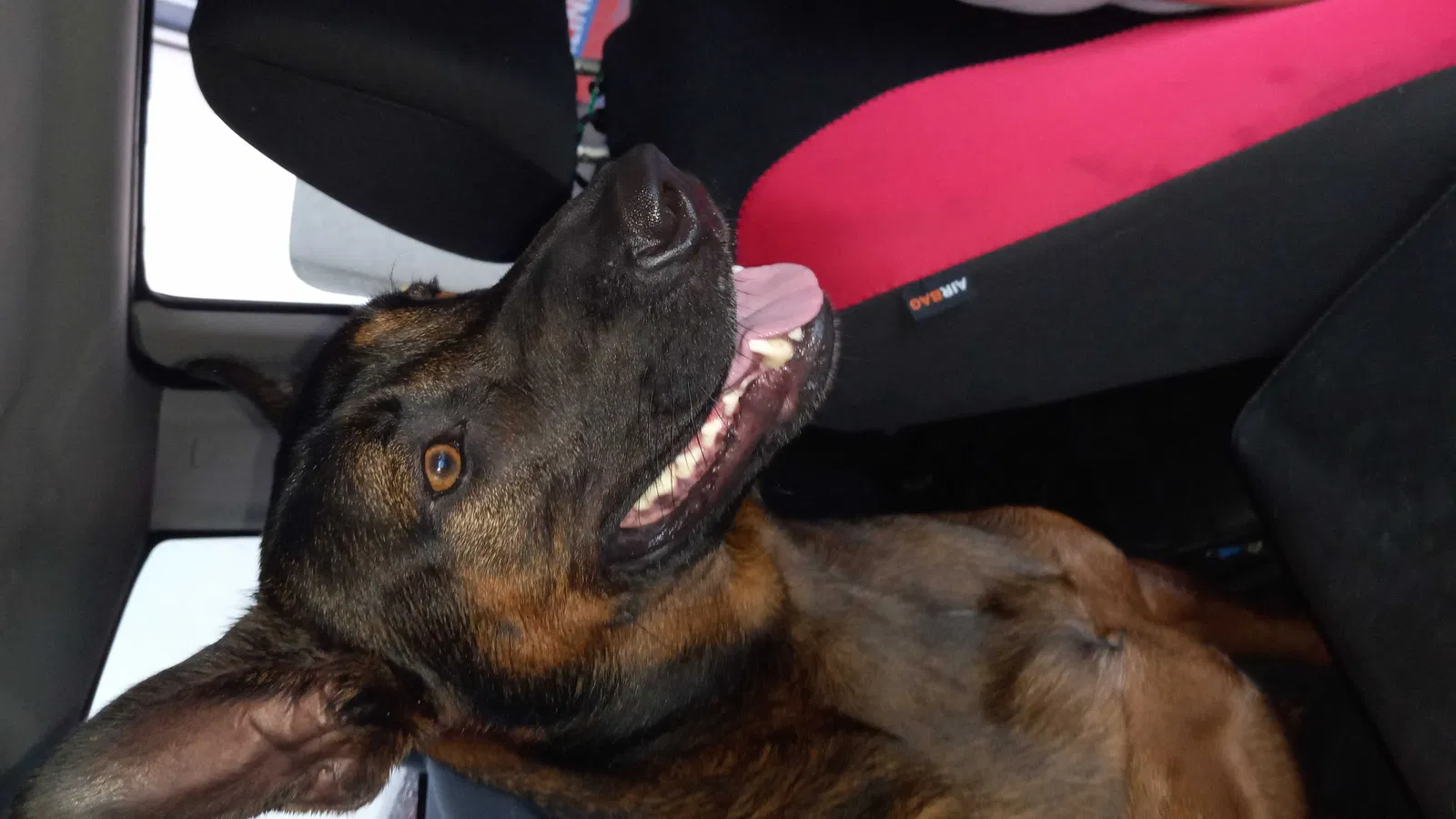 Found dog in Boynton Beach, FL, 33426