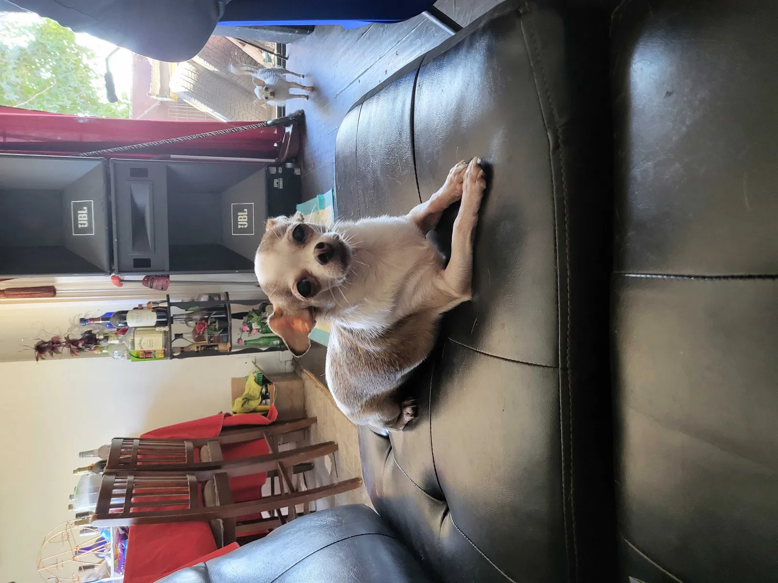 Lost dog in Pacoima, CA, 91331
