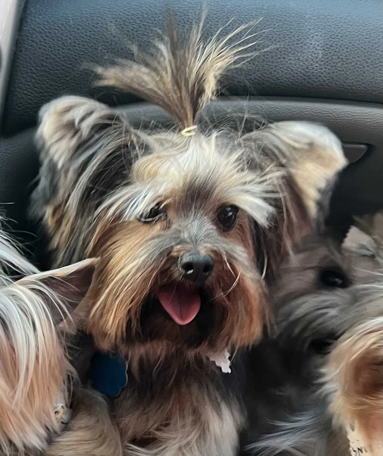 Lost dog in Whittier, CA, 90605