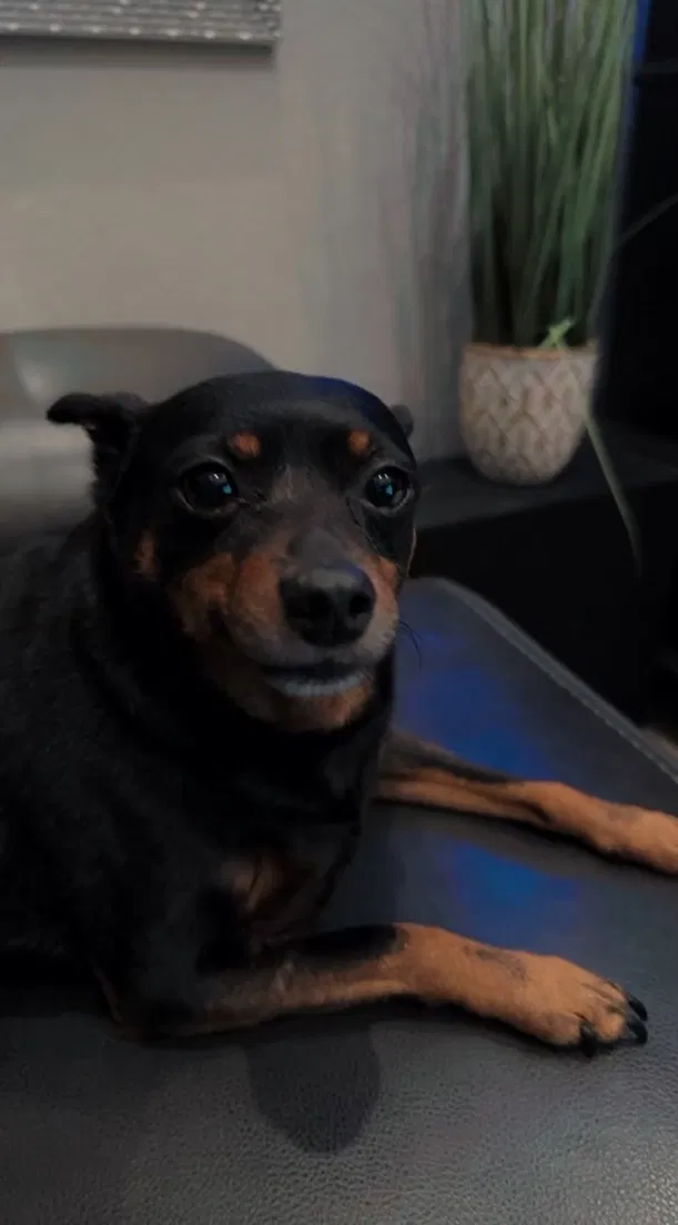 Lost dog in Helotes, TX, 78023