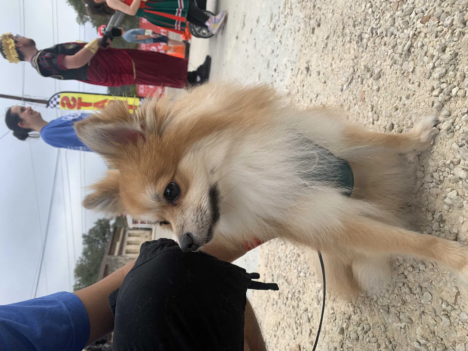 Lost dog in Helotes, TX, 78023